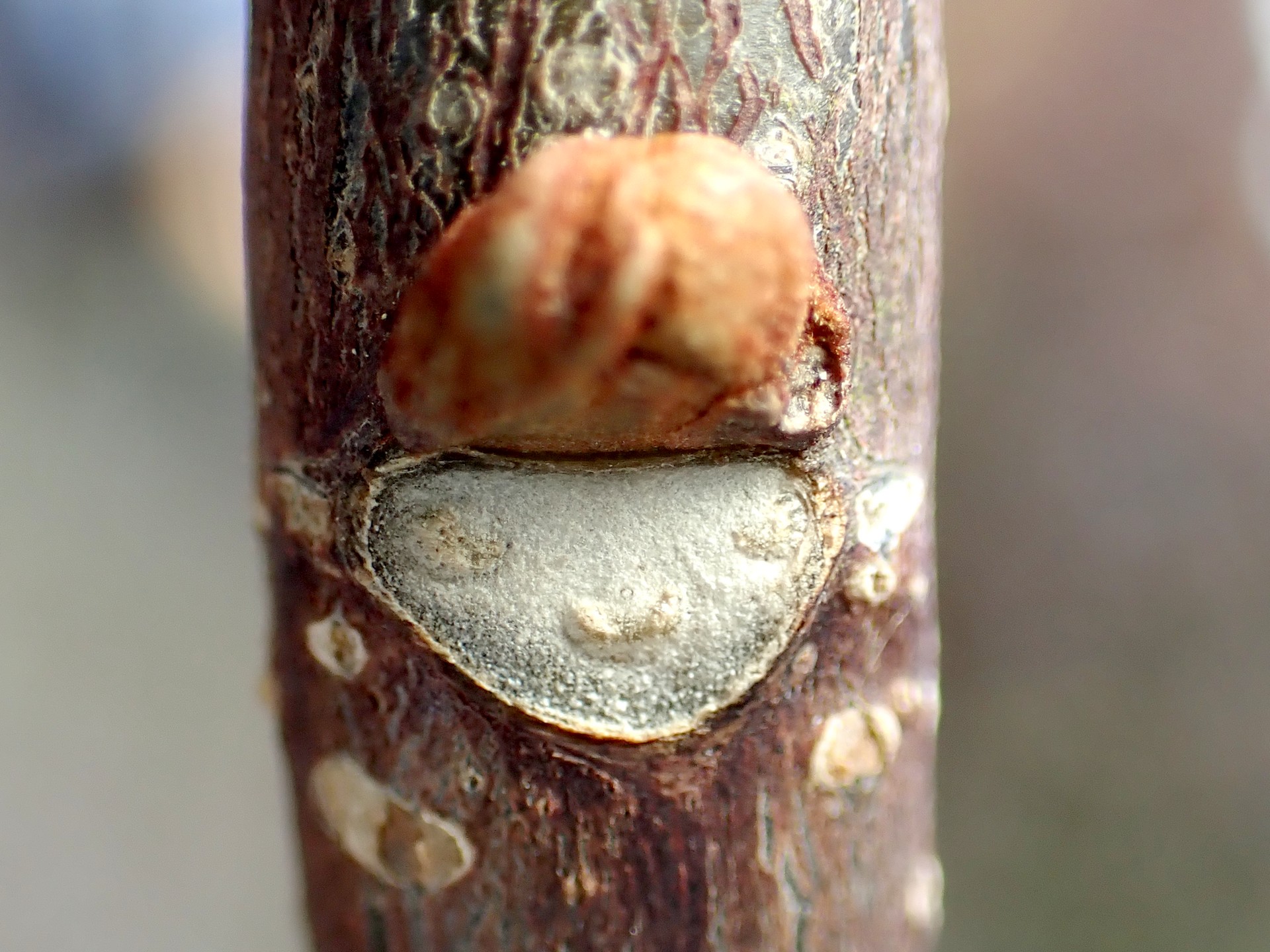 ニガキ の高画質写真です。横浜市で、2025年12月17日に撮影したものです。