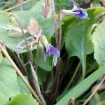 ノジスミレ の高画質写真です。横浜市で、2025年12月17日に撮影したものです。