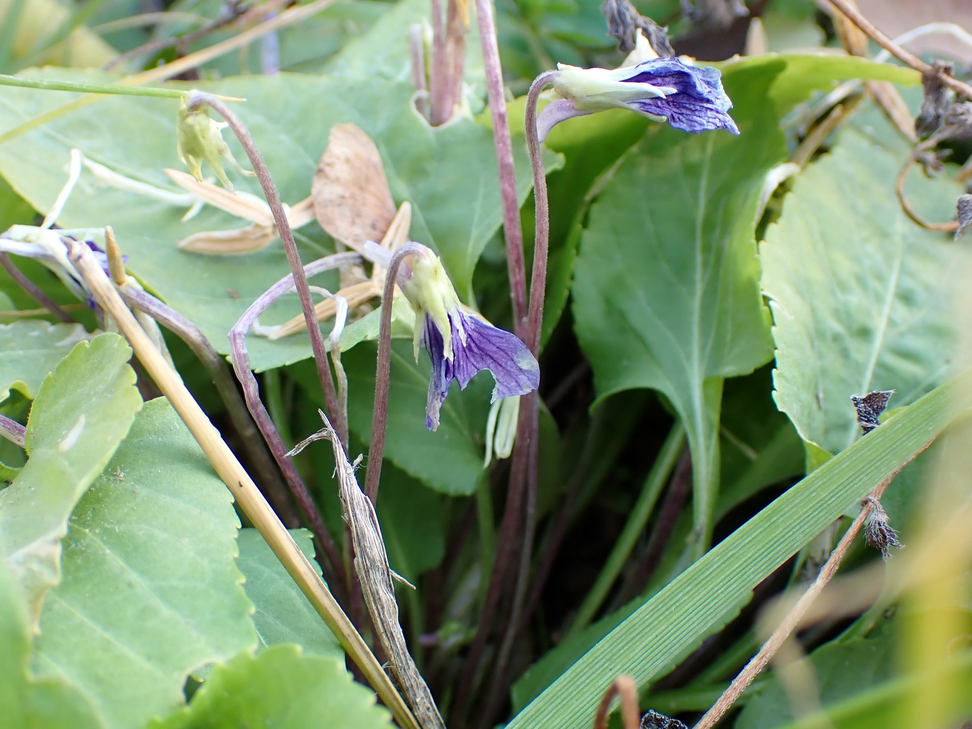 ノジスミレ の高画質写真です。横浜市で、2025年12月17日に撮影したものです。
