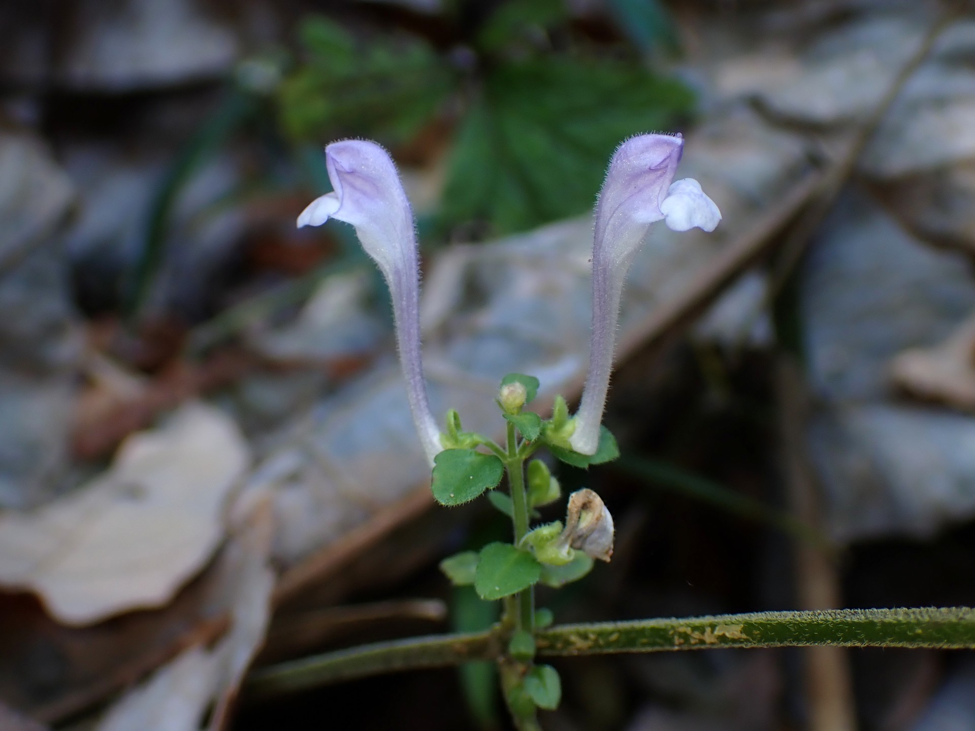 オカタツナミソウ の高画質写真です。横浜市で、2025年12月4日に撮影したものです。