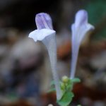 オカタツナミソウ の高画質写真です。横浜市で、2025年12月4日に撮影したものです。