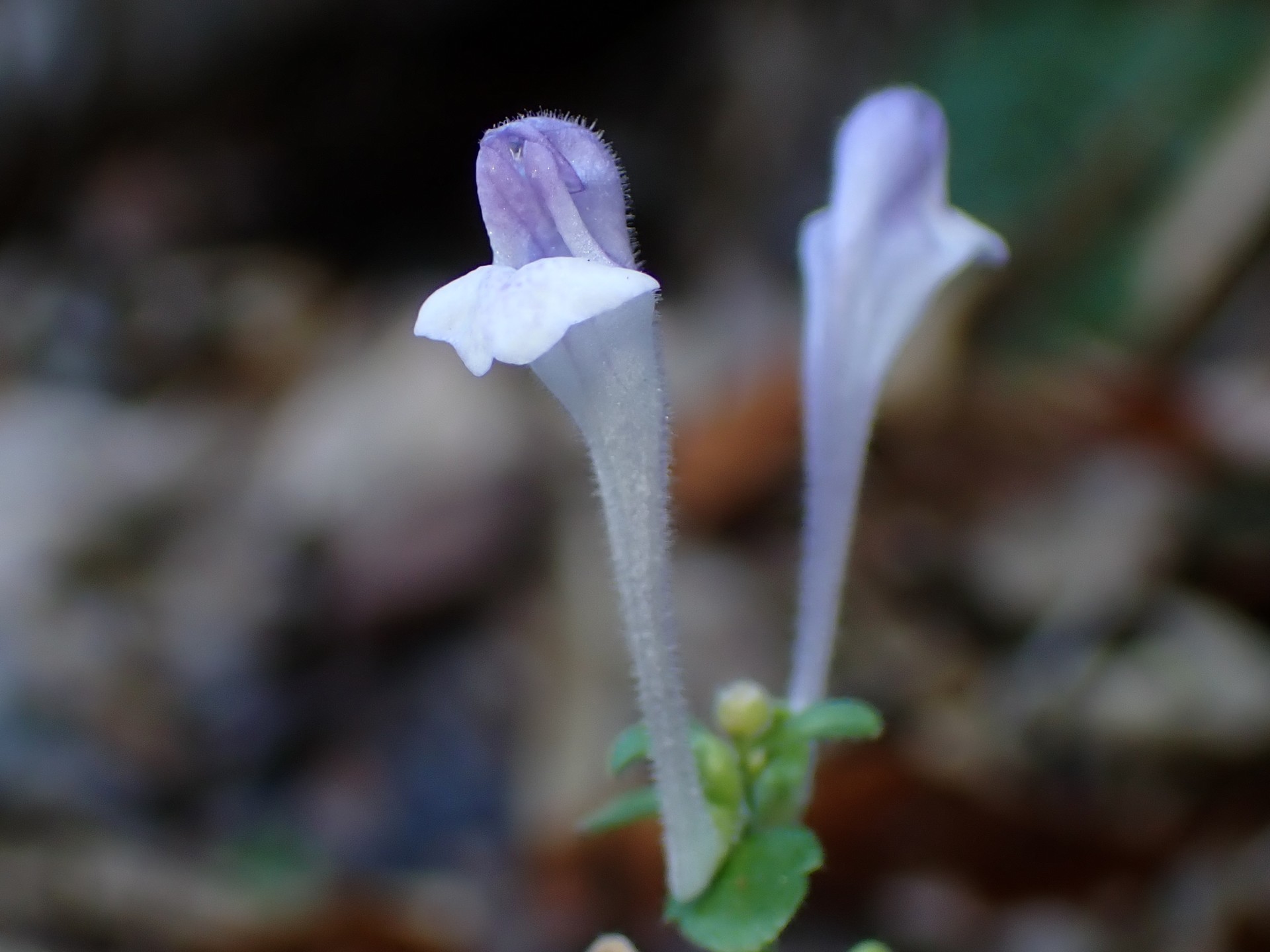 オカタツナミソウ の高画質写真です。横浜市で、2025年12月4日に撮影したものです。