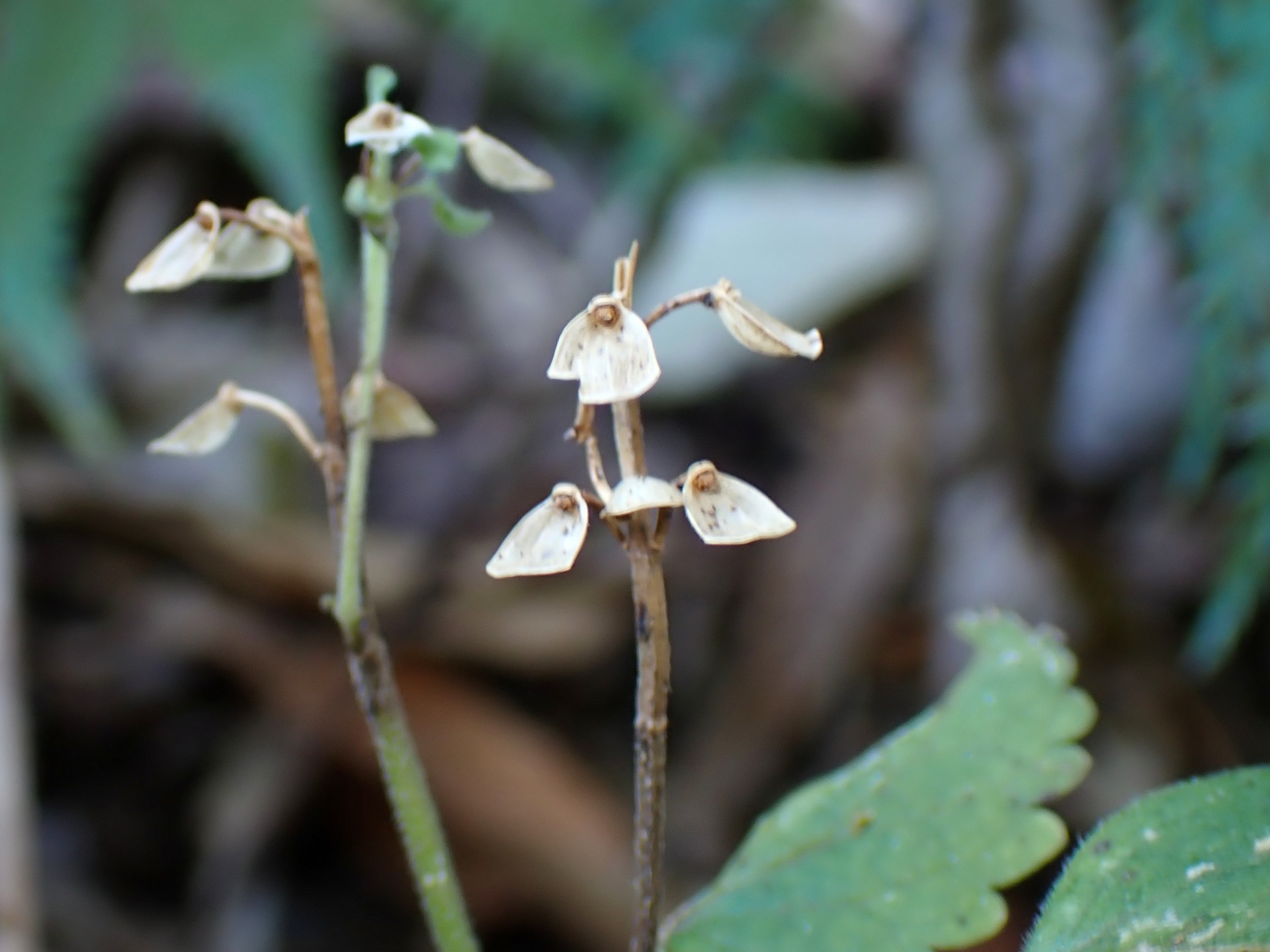 オカタツナミソウ の高画質写真です。横浜市で、2025年12月4日に撮影したものです。