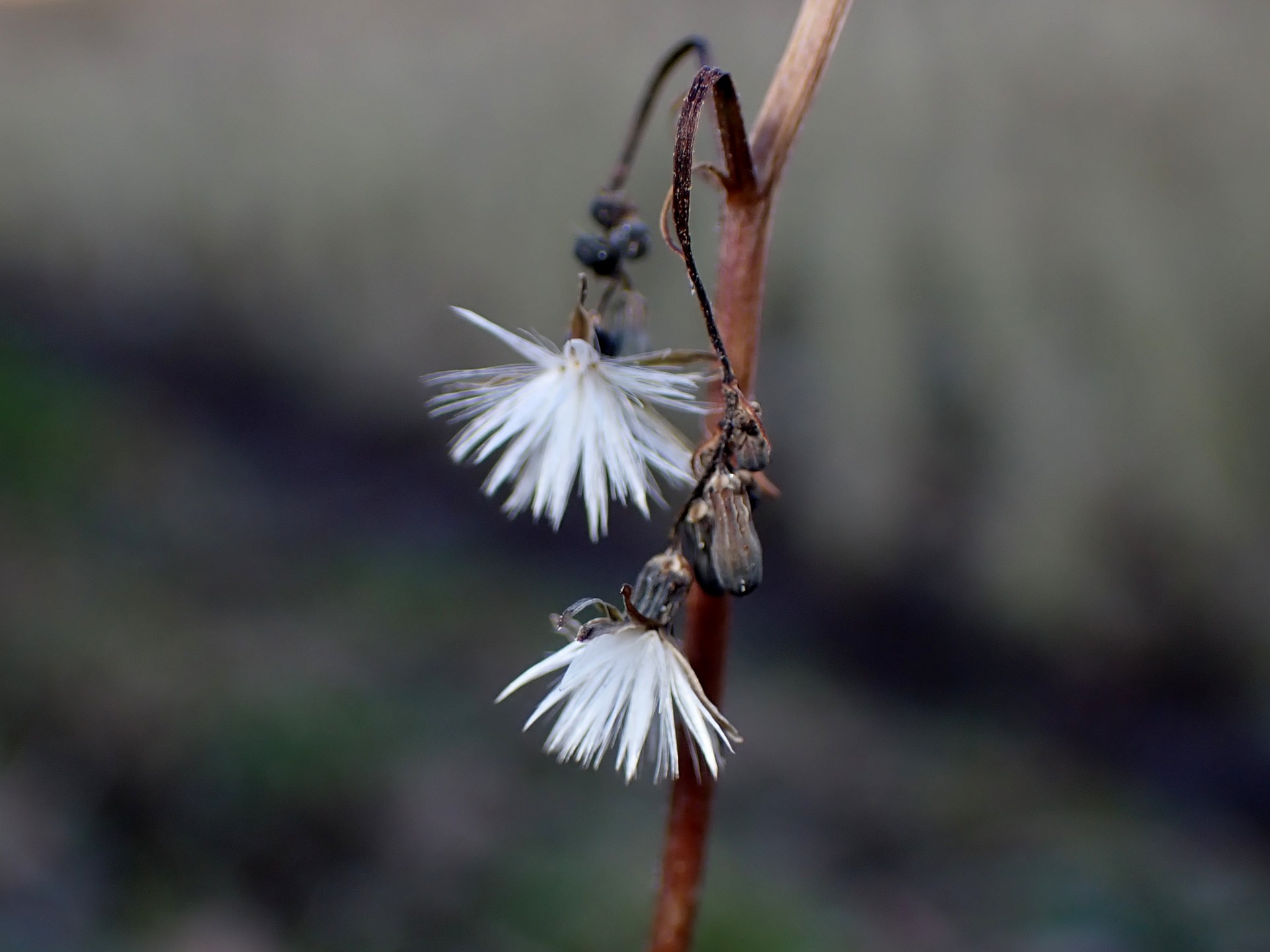 オニタビラコ の高画質写真です。横浜市で、2025年12月17日に撮影したものです。
