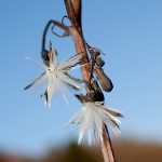 オニタビラコ の高画質写真です。横浜市で、2025年12月17日に撮影したものです。