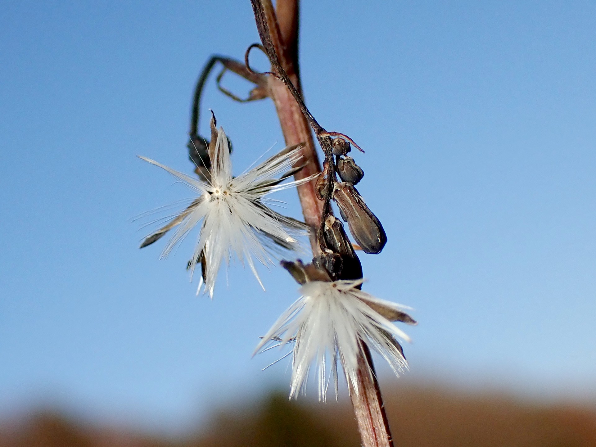オニタビラコ の高画質写真です。横浜市で、2025年12月17日に撮影したものです。