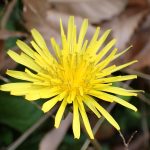 セイヨウタンポポ の高画質写真です。横浜市で、2025年12月5日に撮影したものです。