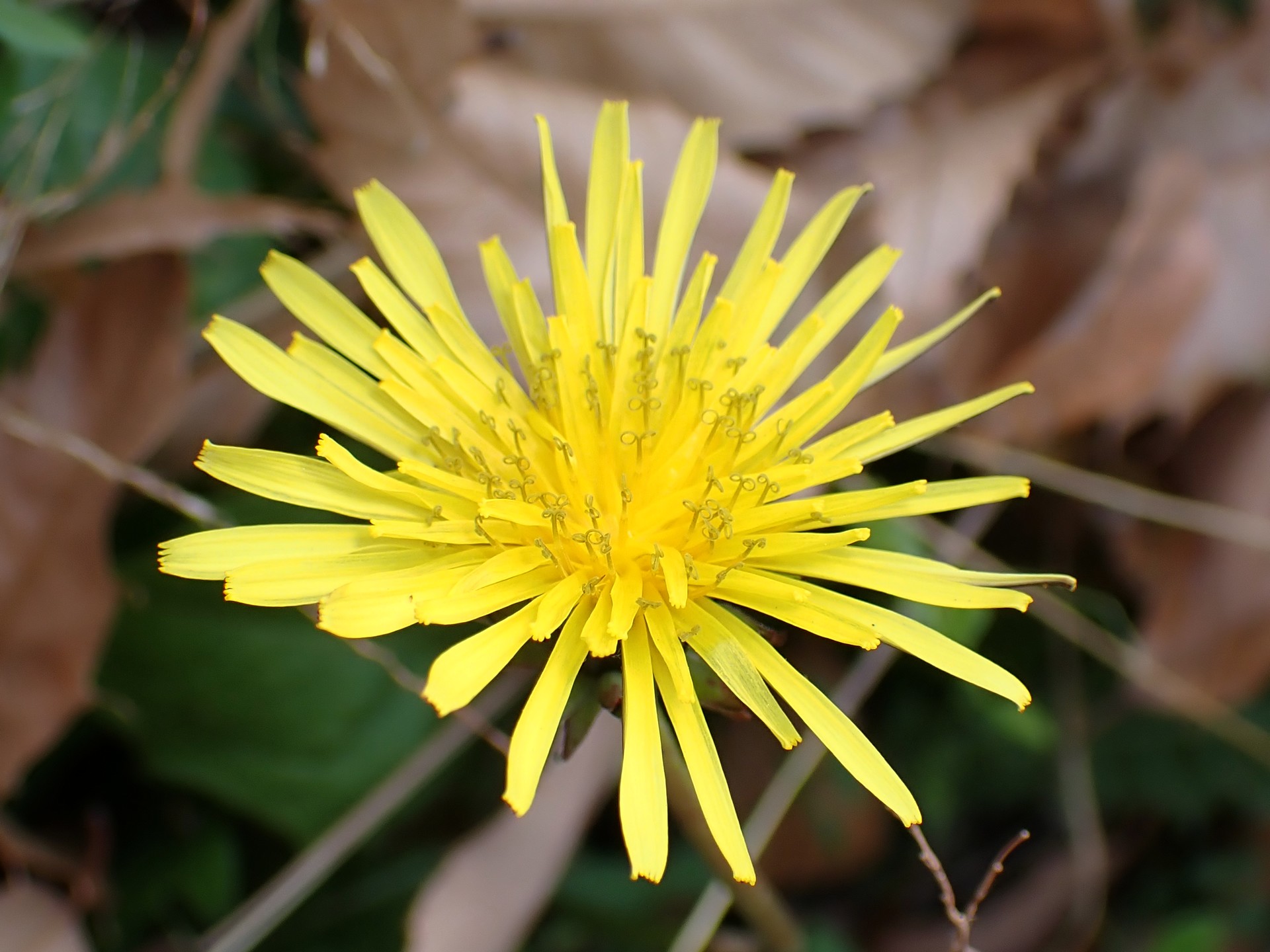 セイヨウタンポポ の高画質写真です。横浜市で、2025年12月5日に撮影したものです。