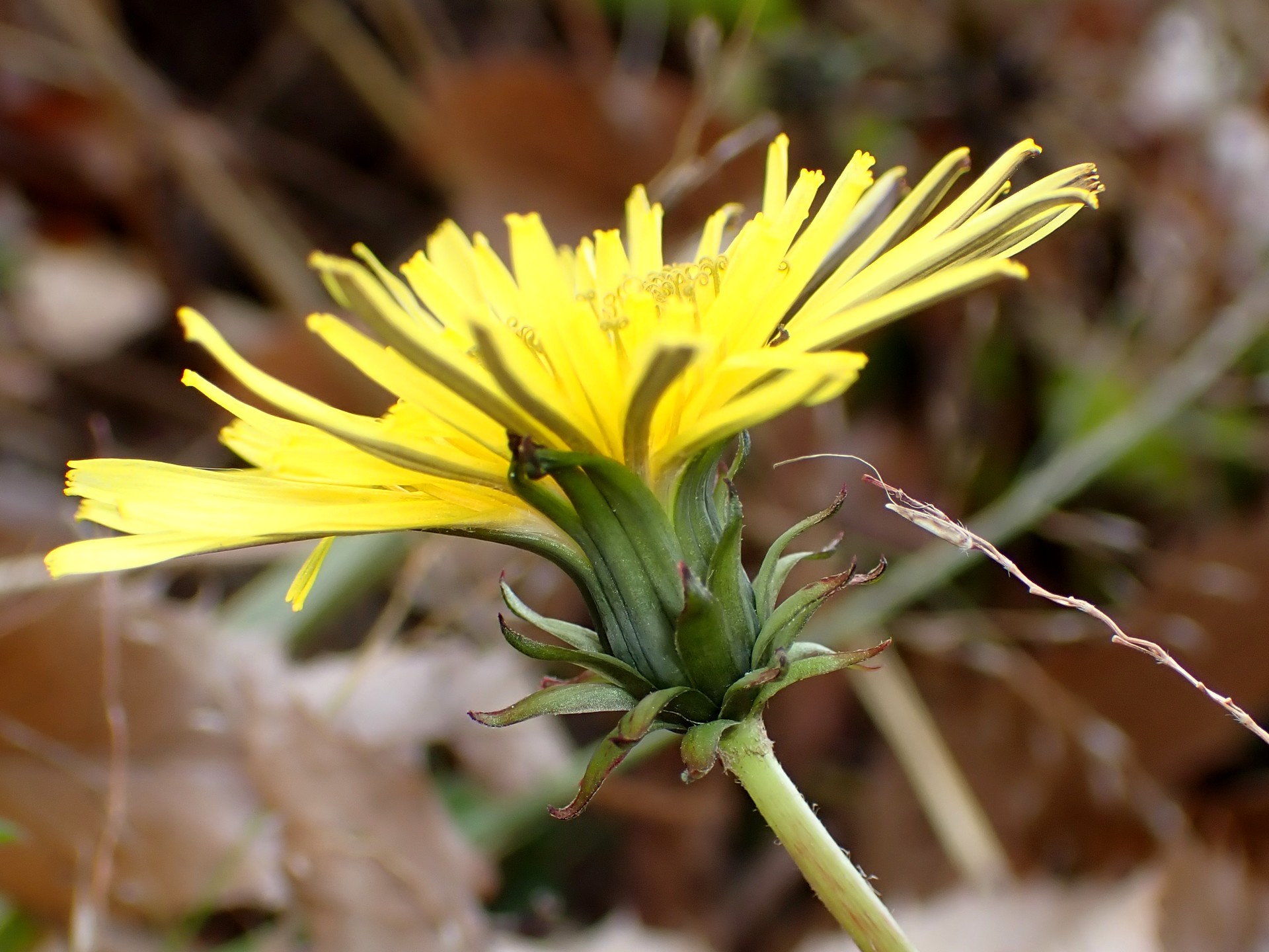 セイヨウタンポポ の高画質写真です。横浜市で、2025年12月5日に撮影したものです。