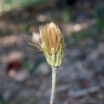 センボンヤリ の高画質写真です。横浜市で、2025年12月7日に撮影したものです。