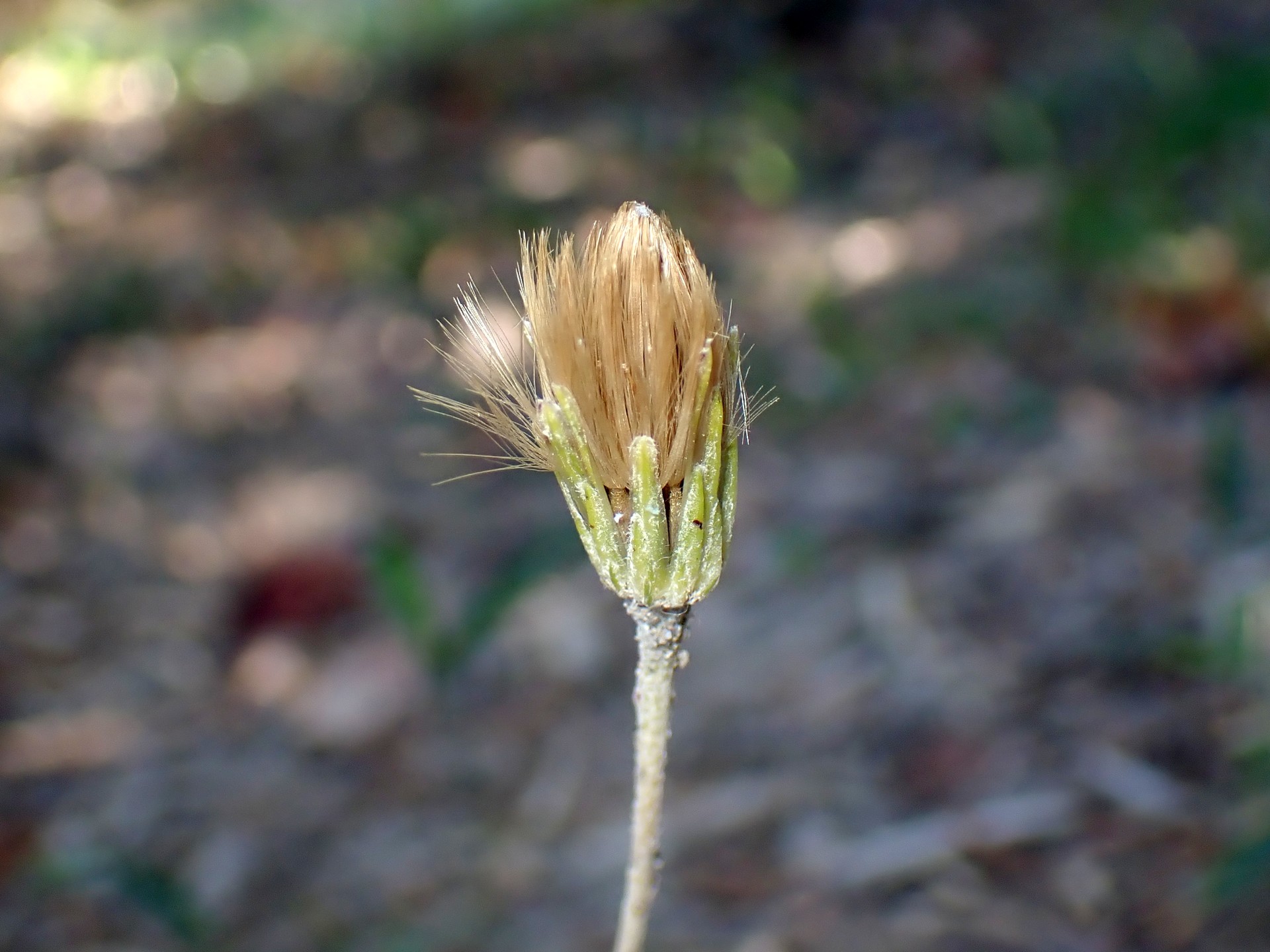 センボンヤリ の高画質写真です。横浜市で、2025年12月7日に撮影したものです。