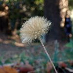 センボンヤリ の高画質写真です。横浜市で、2025年12月11日に撮影したものです。