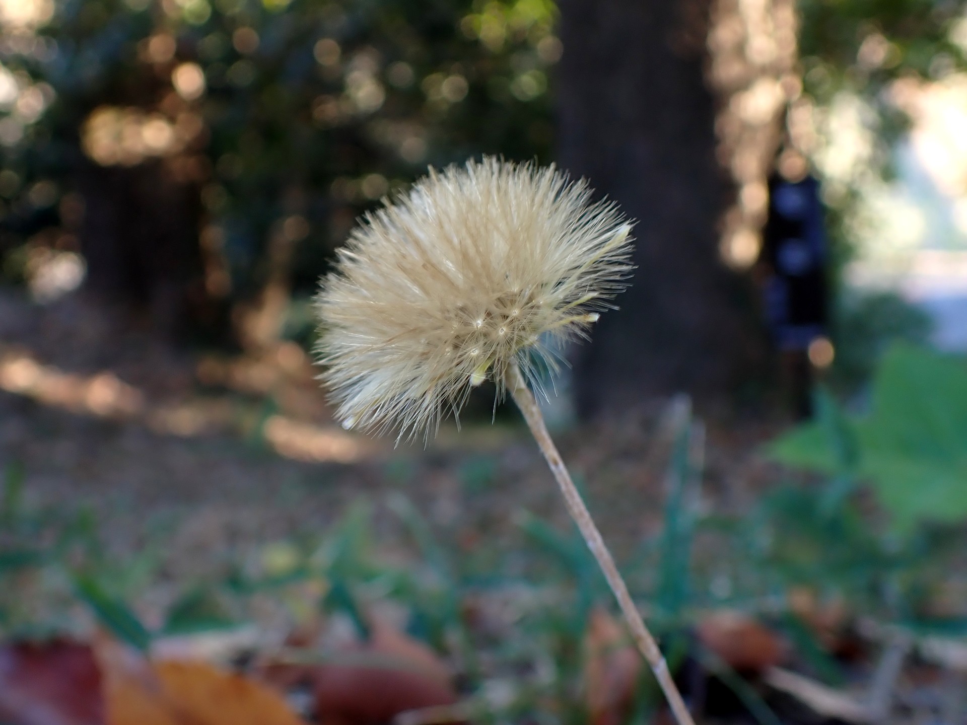 センボンヤリ の高画質写真です。横浜市で、2025年12月11日に撮影したものです。