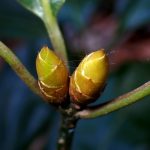 シロダモ の高画質写真です。横浜市で、2025年12月19日に撮影したものです。