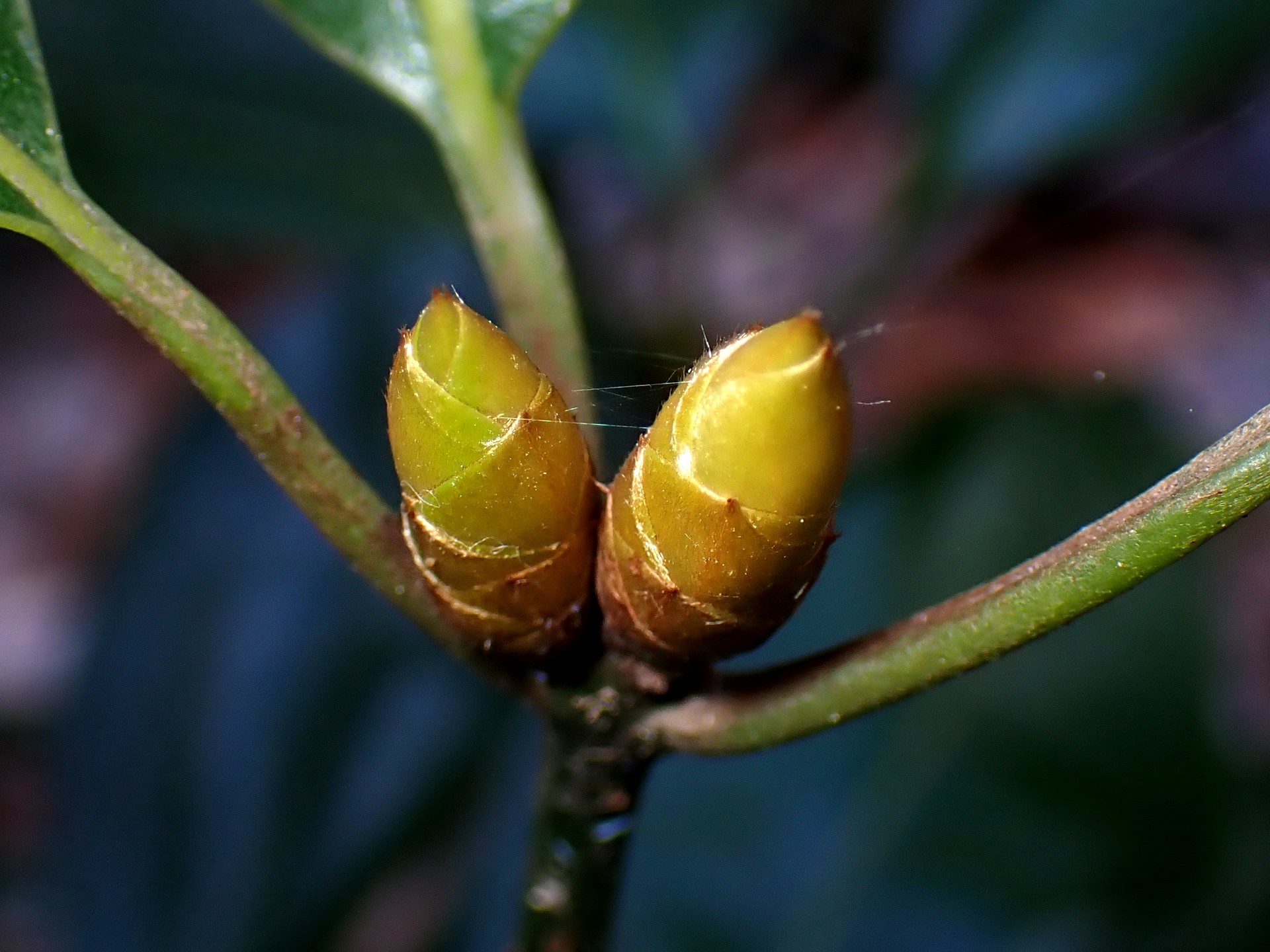 シロダモ の高画質写真です。横浜市で、2025年12月19日に撮影したものです。
