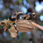 スイカズラ の高画質写真です。横浜市で、2025年12月17日に撮影したものです。