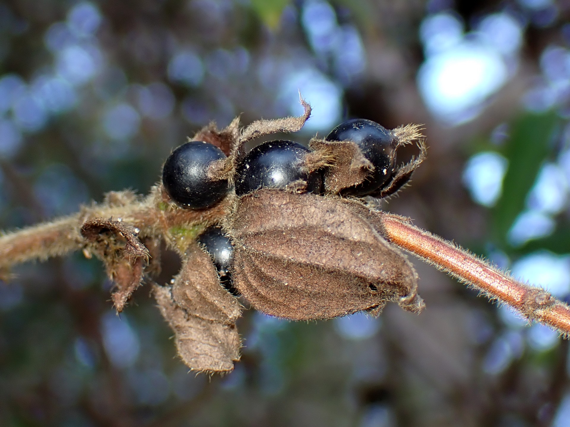 スイカズラ の高画質写真です。横浜市で、2025年12月17日に撮影したものです。
