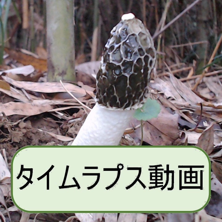 スッポンタケ