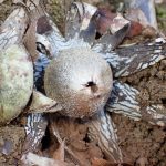 ツチグリ の高画質写真です。横浜市で、2025年12月26日に撮影したものです。