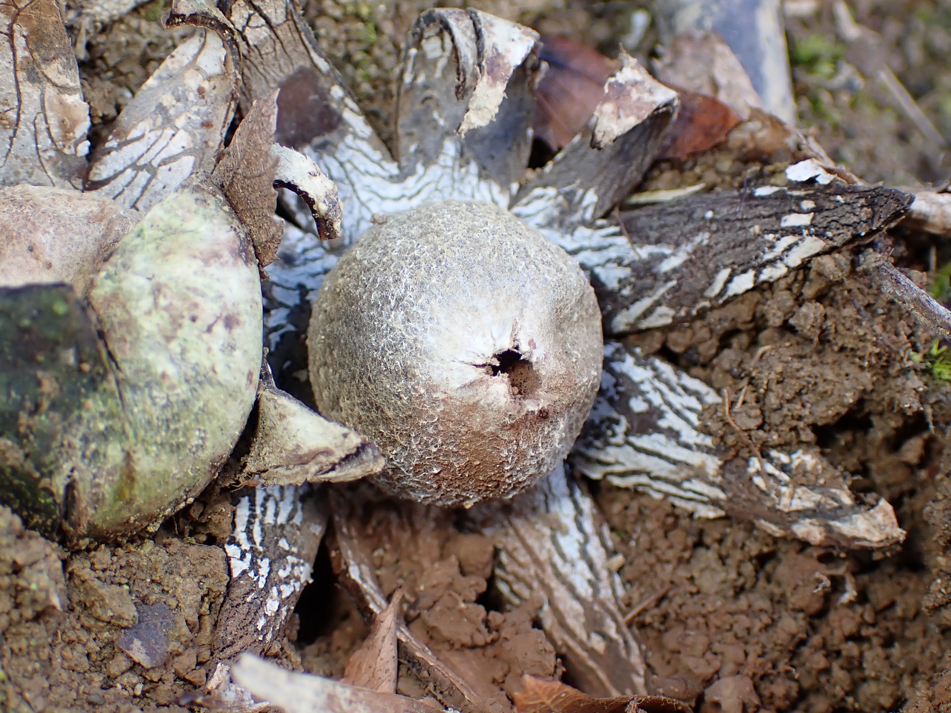 ツチグリ の高画質写真です。横浜市で、2025年12月26日に撮影したものです。