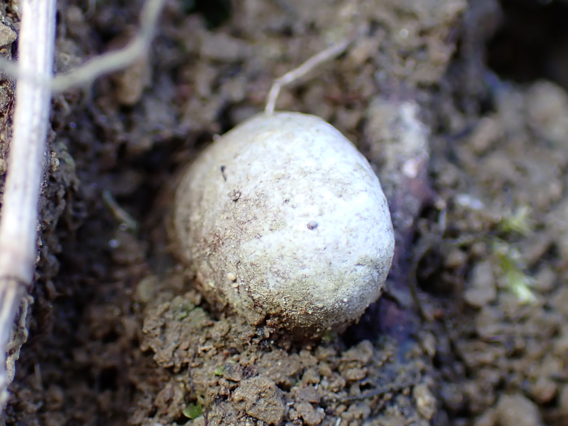 ツチグリ の高画質写真です。横浜市で、2025年12月26日に撮影したものです。