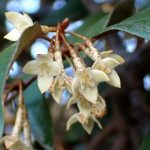 ツルグミ の高画質写真です。横浜市で、2025年12月18日に撮影したものです。