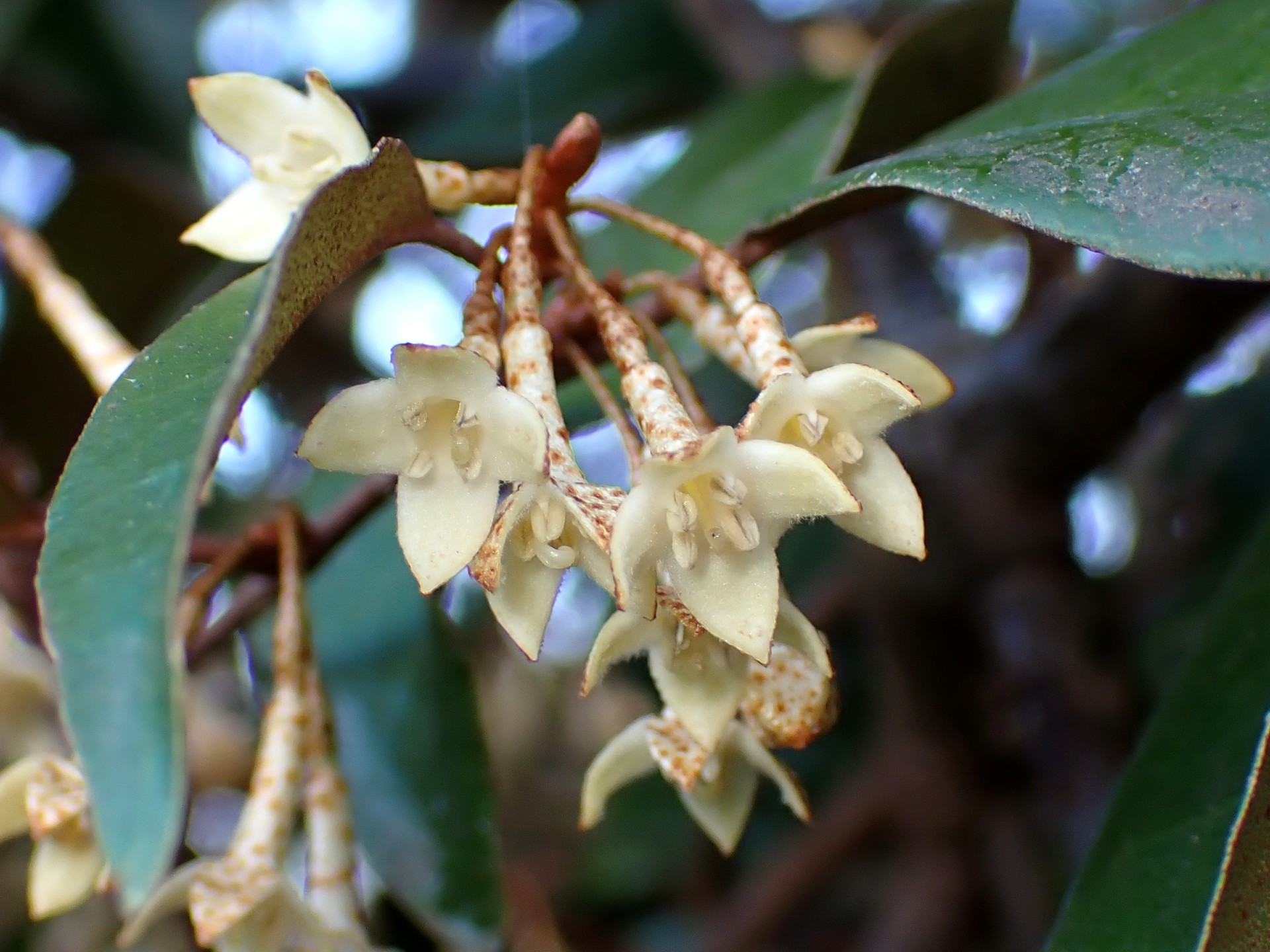 ツルグミ の高画質写真です。横浜市で、2025年12月18日に撮影したものです。