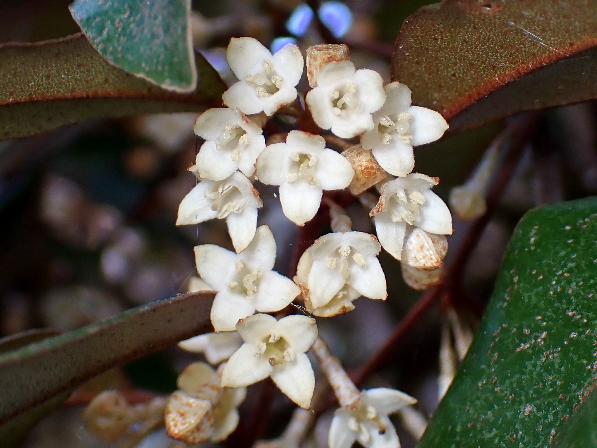 ツルグミ の高画質写真です。横浜市で、2025年12月18日に撮影したものです。