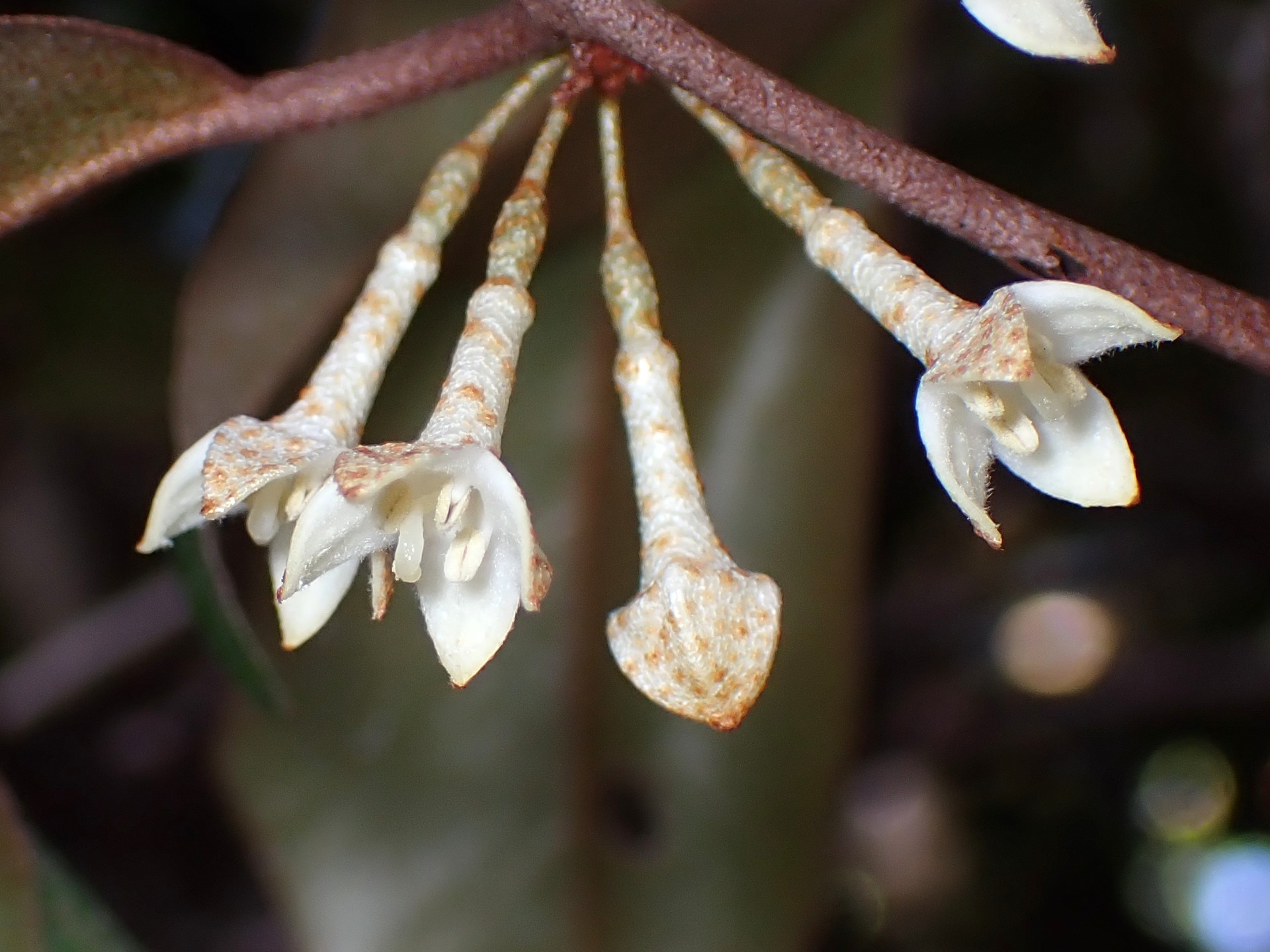 ツルグミ の高画質写真です。横浜市で、2025年12月18日に撮影したものです。