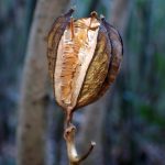 ウバユリ の高画質写真です。横浜市で、2025年12月11日に撮影したものです。