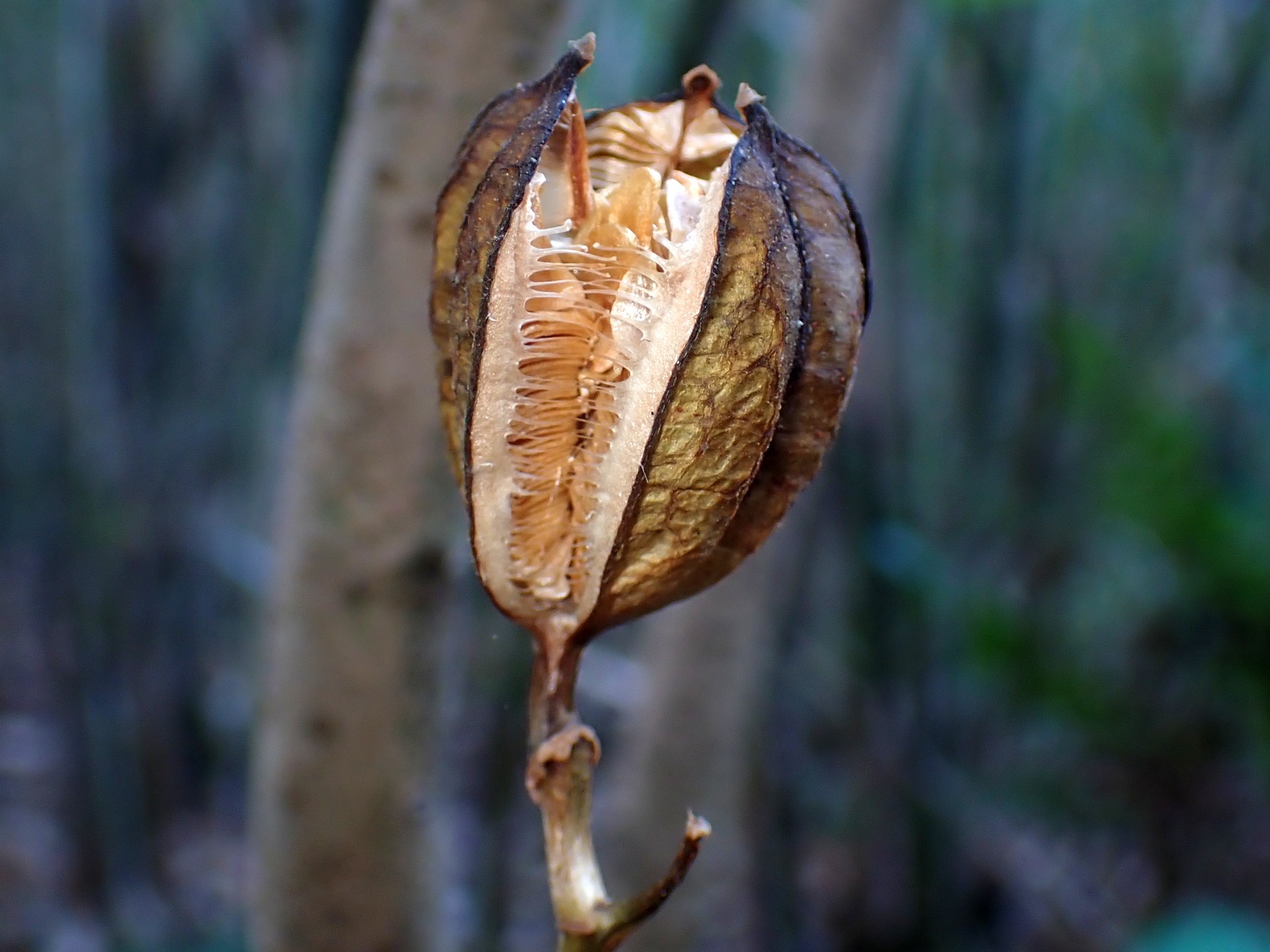 ウバユリ の高画質写真です。横浜市で、2025年12月11日に撮影したものです。