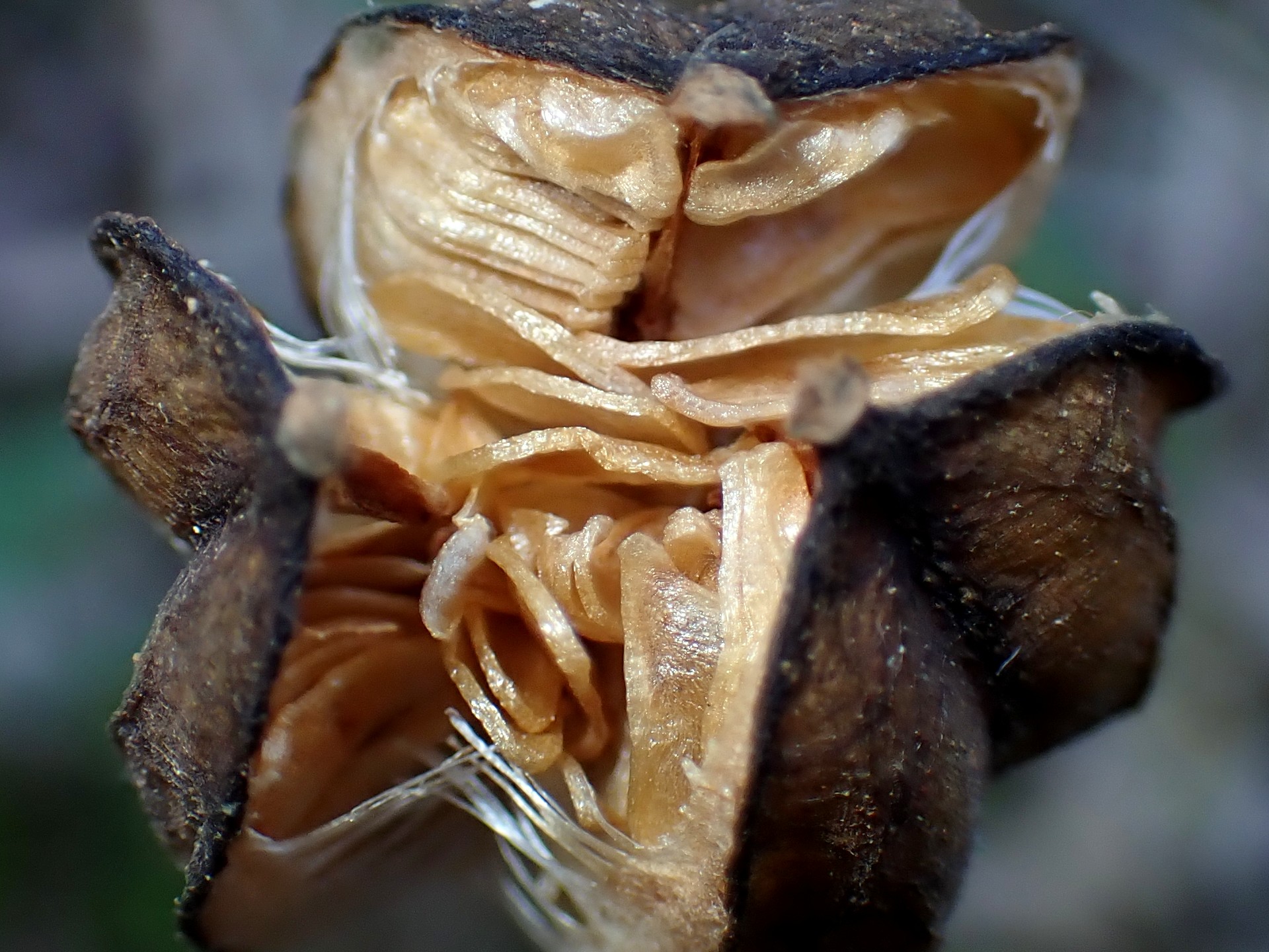 ウバユリ の高画質写真です。横浜市で、2025年12月11日に撮影したものです。