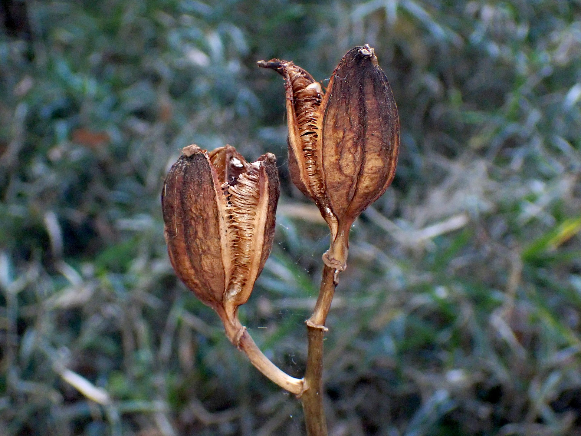 ウバユリ の高画質写真です。横浜市で、2025年12月11日に撮影したものです。