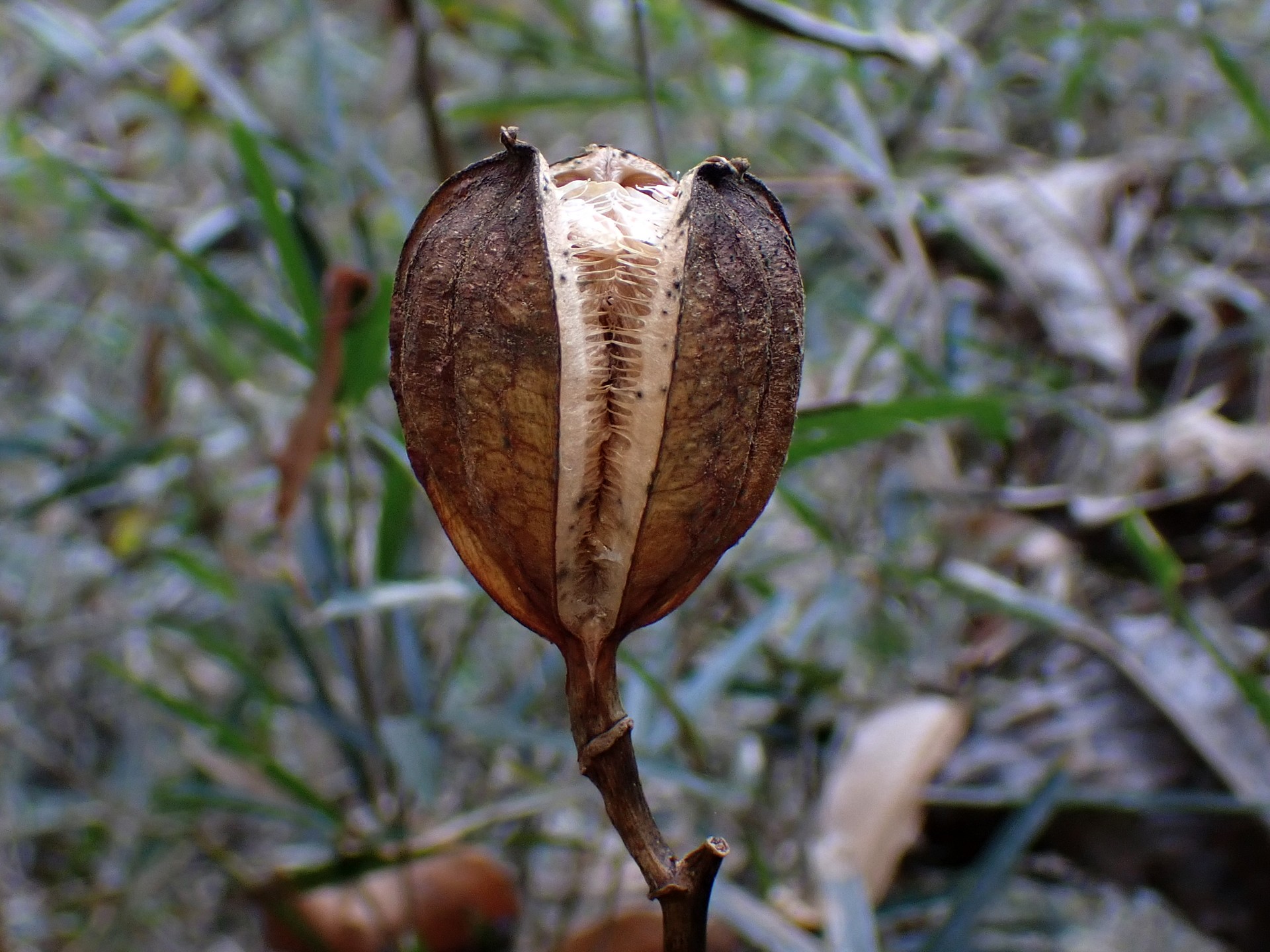ウバユリ の高画質写真です。横浜市で、2025年12月11日に撮影したものです。