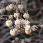 ウツギ の高画質写真です。横浜市で、2025年12月17日に撮影したものです。