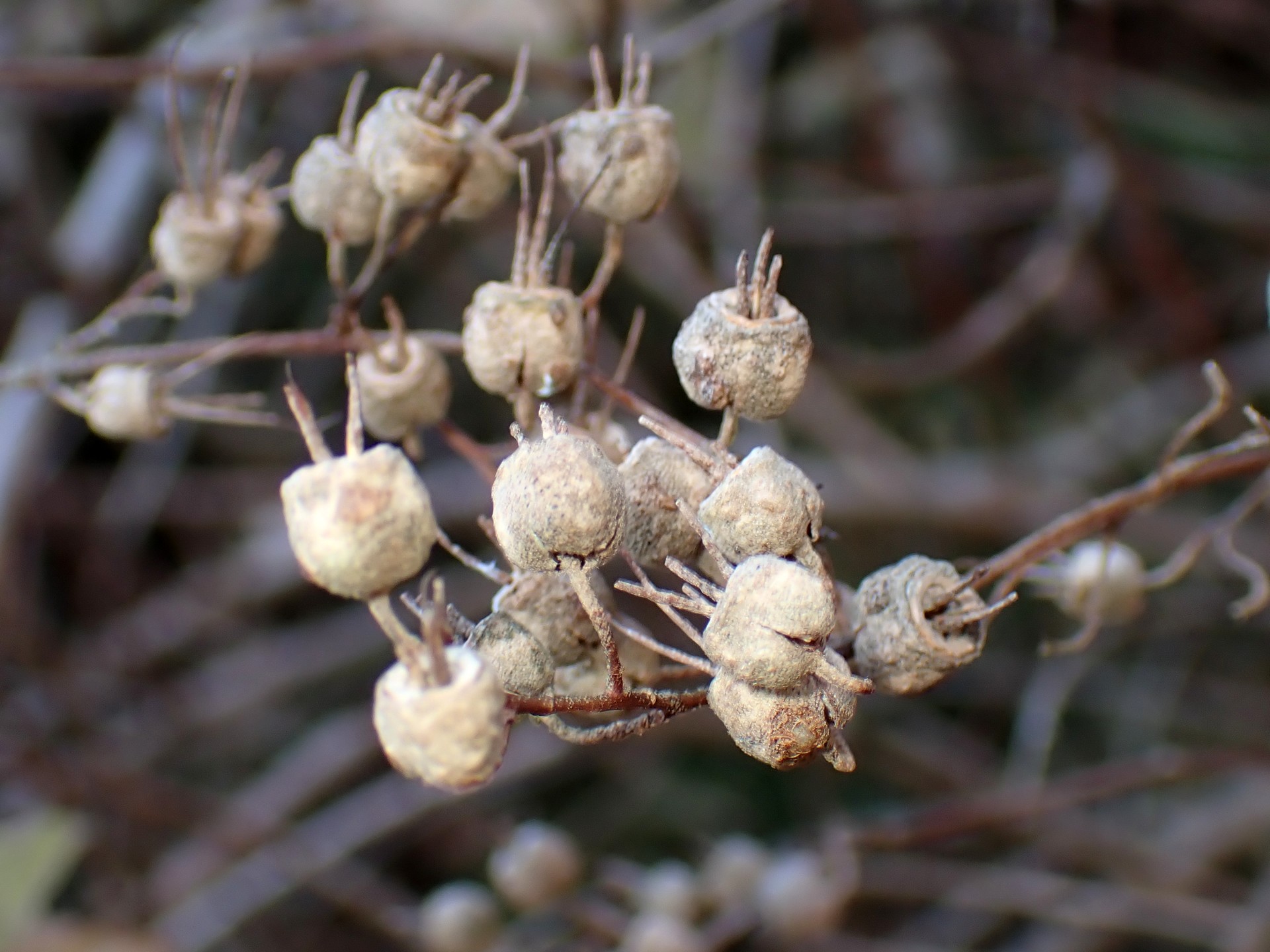 ウツギ の高画質写真です。横浜市で、2025年12月17日に撮影したものです。