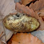 ヤママユ の高画質写真です。横浜市で、2025年12月15日に撮影したものです。