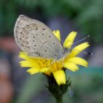 ヤマトシジミ の高画質写真です。横浜市で、2025年12月4日に撮影したものです。