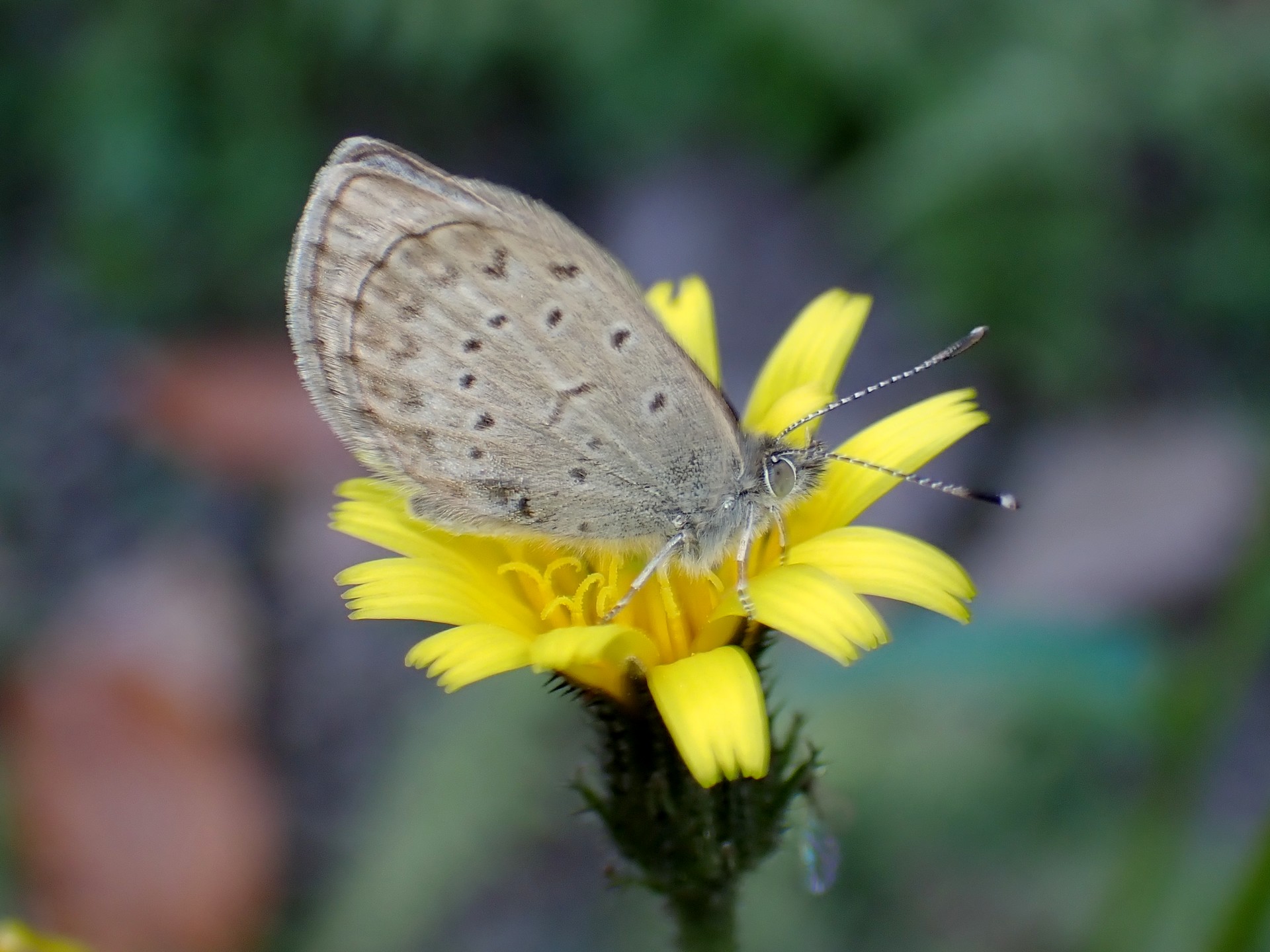 ヤマトシジミ の高画質写真です。横浜市で、2025年12月4日に撮影したものです。