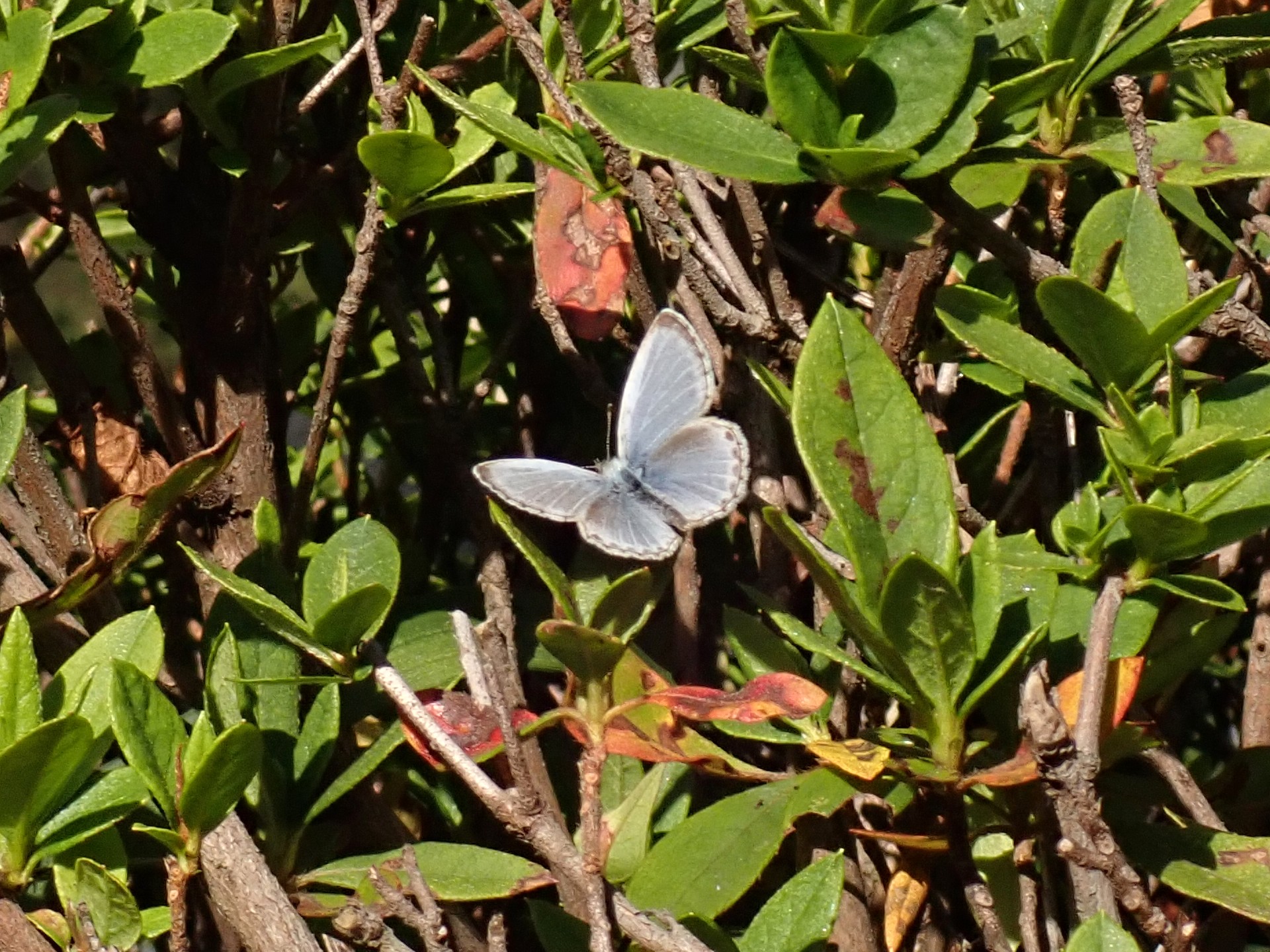 ヤマトシジミ の高画質写真です。横浜市で、2025年12月4日に撮影したものです。