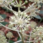 ヤツデ の高画質写真です。横浜市で、2025年12月5日に撮影したものです。