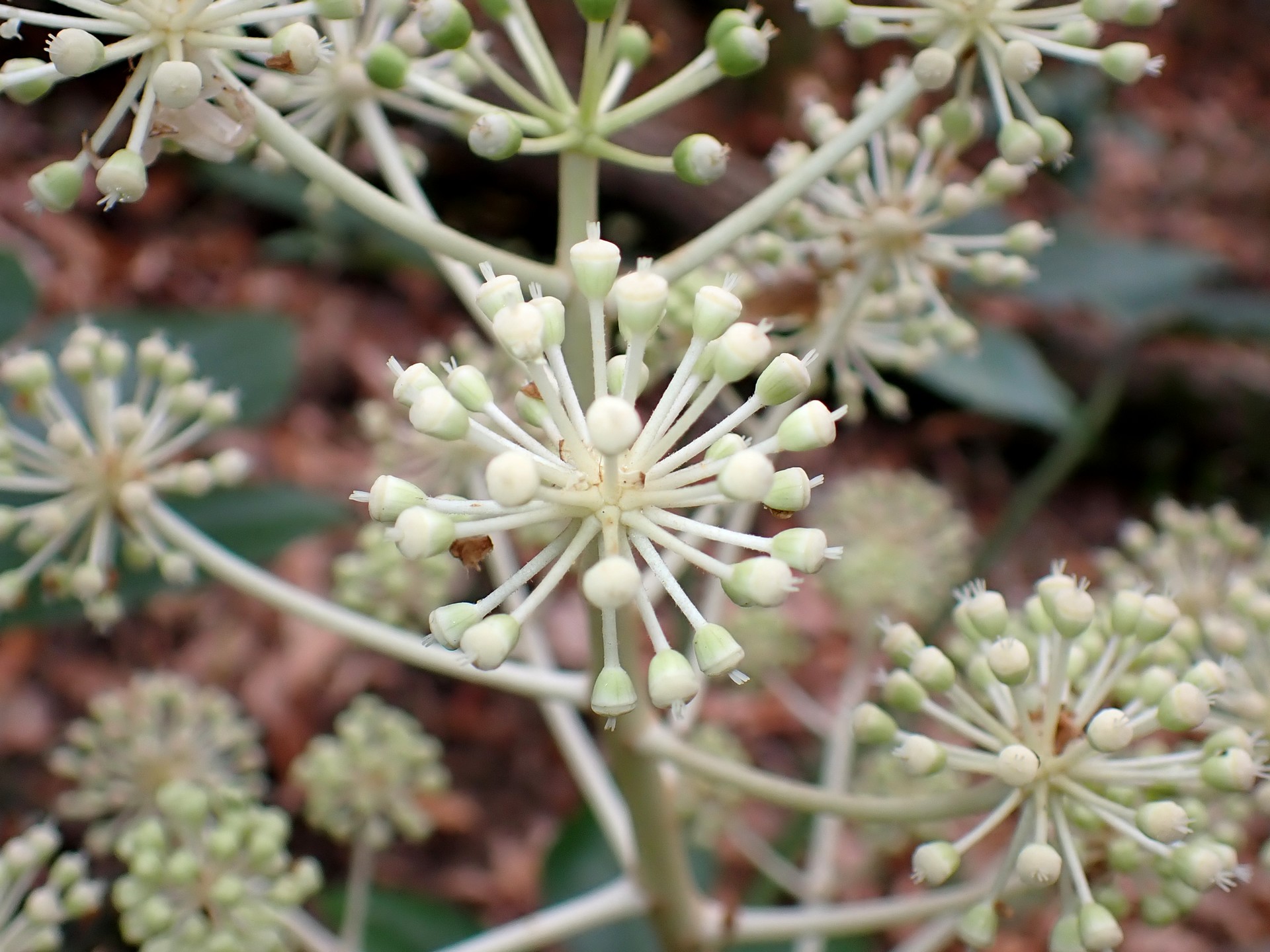ヤツデ の高画質写真です。横浜市で、2025年12月5日に撮影したものです。