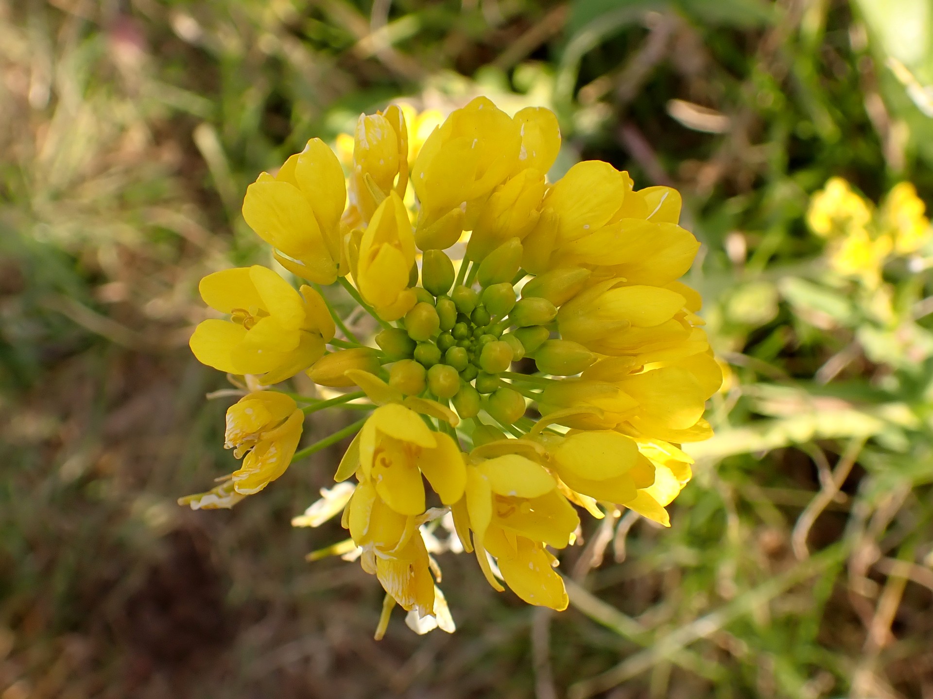 アブラナの花 の高画質写真です。横浜市で、2026年1月7日に撮影したものです。