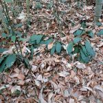 エビネ の高画質写真です。横浜市で、2026年1月24日に撮影したものです。