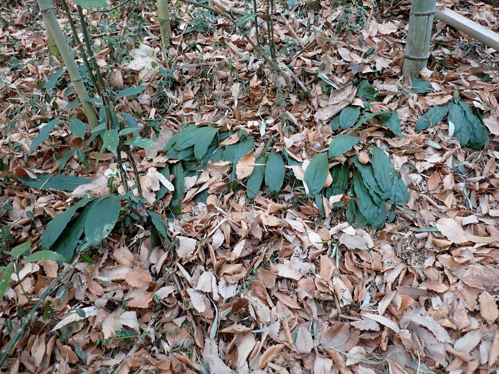 エビネ の高画質写真です。横浜市で、2026年1月24日に撮影したものです。