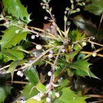 ヒイラギナンテン の高画質写真です。横浜市で、2026年1月12日に撮影したものです。