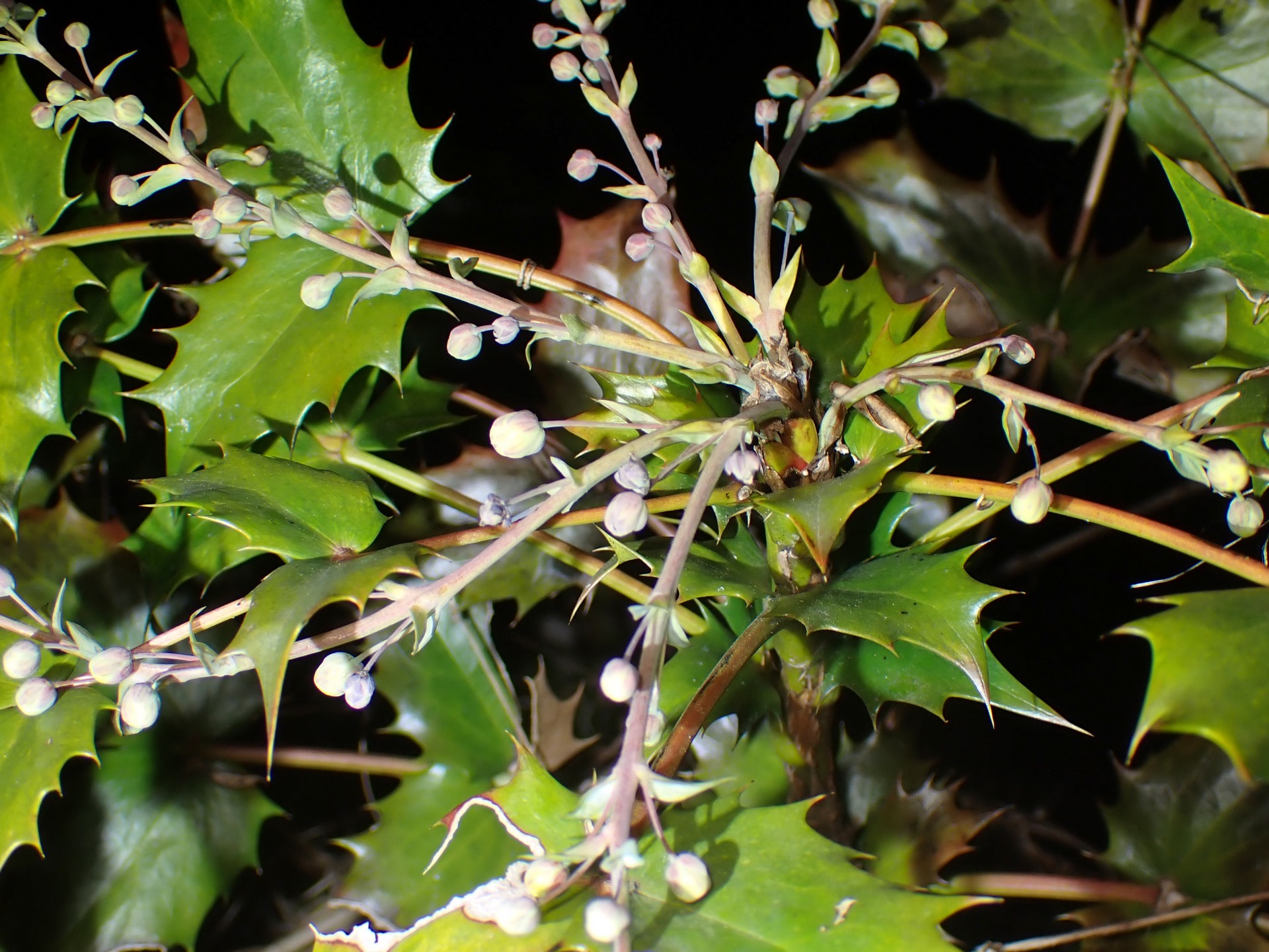 ヒイラギナンテン の高画質写真です。横浜市で、2026年1月12日に撮影したものです。