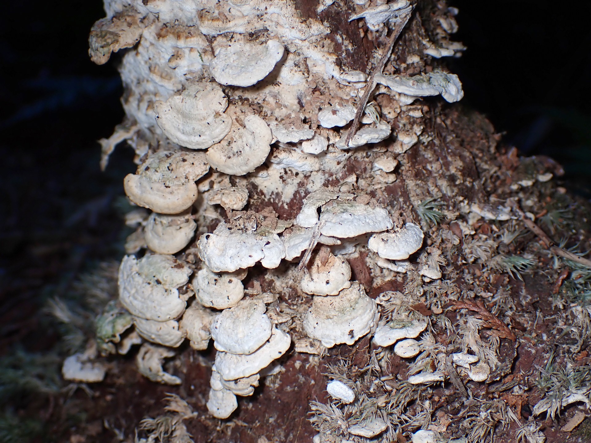 カワラタケの仲間 の高画質写真です。横浜市で、2026年1月12日に撮影したものです。