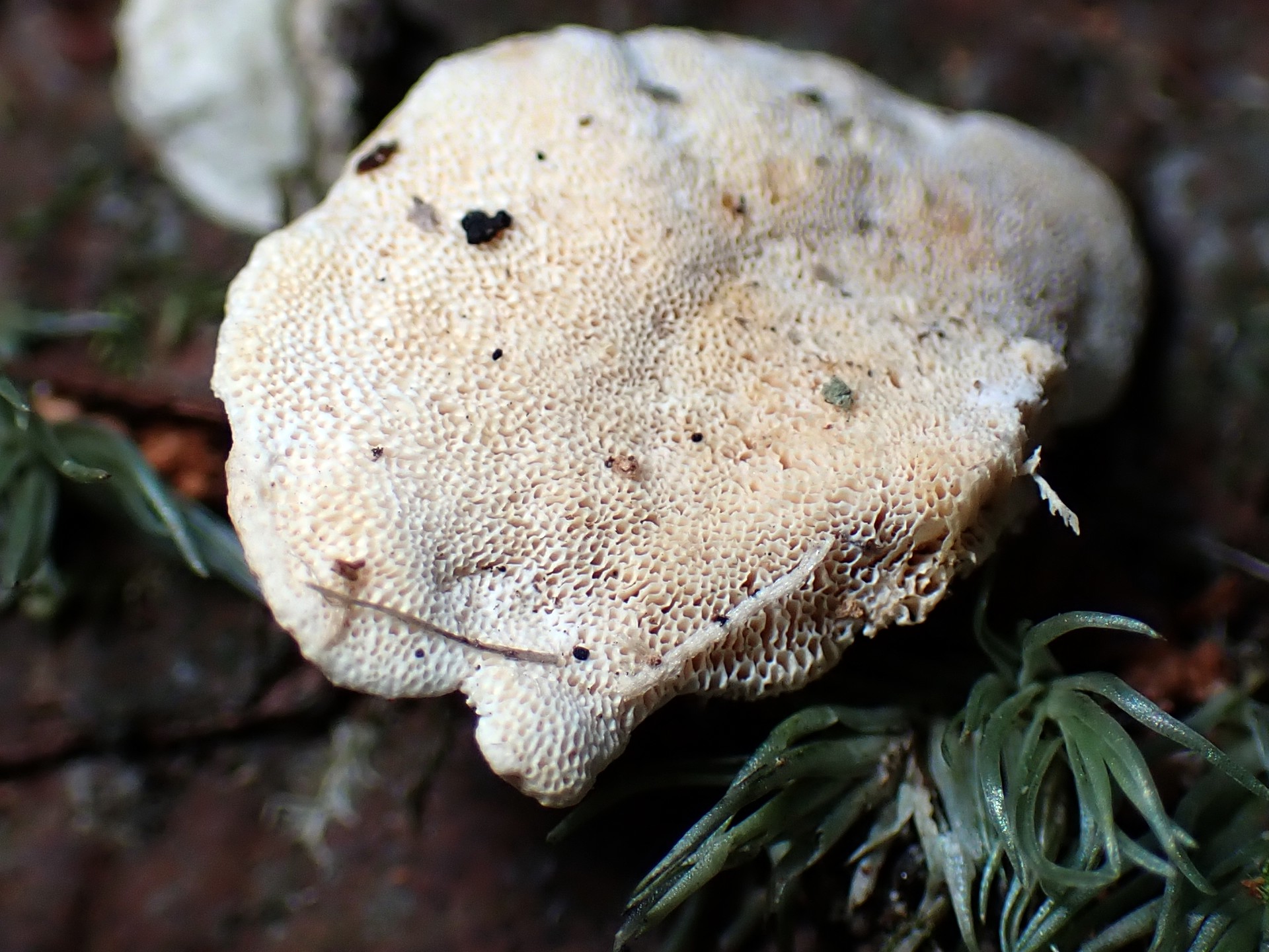 カワラタケの仲間 の高画質写真です。横浜市で、2026年1月12日に撮影したものです。