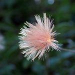 コウヤボウキの綿毛 の高画質写真です。横浜市で、2026年1月9日に撮影したものです。